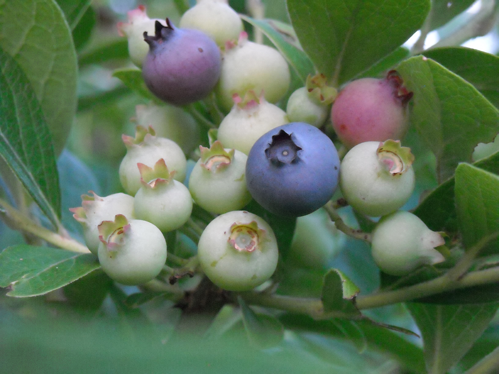 partially ripened blueberries growing in the wild